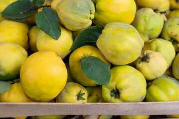 Ripe quince in a box at a farmers market.