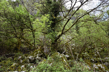 Montenegro. Durmitor National Park. Saddle Pass. Alpine meadows. Mountain landscape. Popular tourist spot
