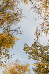 Blurred image of tree crowns in autumn against the sky. View from below.