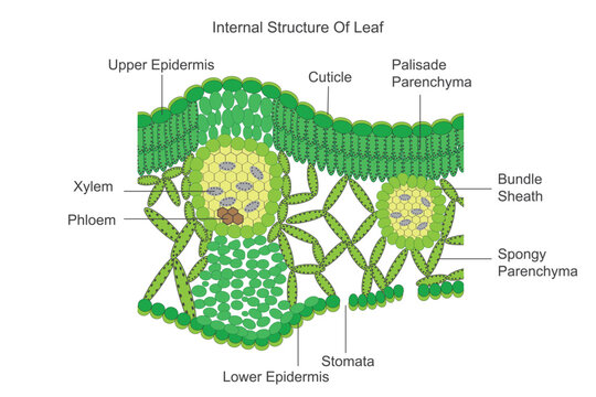 Internal structure of leaf, dicotyledonous leaf, dorsiventral leaf,botany illustration.