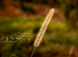 a plant resembling an ear of wheat