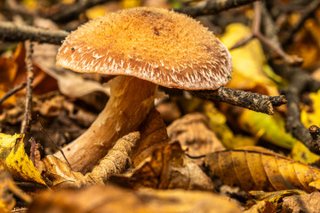 mushroom crawling out of the floor