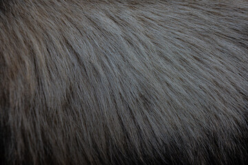 close up of a fur texture