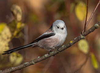 A small white songbird, a long-tailed tit, sits on a branch among the yellowing foliage of a bush.