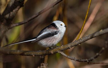 A small long-tailed tit raising its leg on a branch in the depths of a bush.