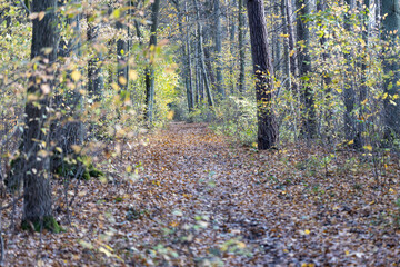 Autumn forest, yellow and brown colors, leaves and mushrooms, walk, sun