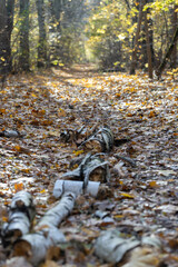 Autumn forest, yellow and brown colors, leaves and mushrooms, walk, sun