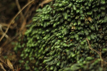Moss detail inside the laurisilva forests of Taganana mountains, Tenerife, Canaries, Spain