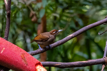 Female Magnificent bird-of-paradise in Arfak mountains in West Papua, Indonesia
