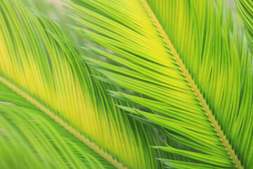 Macro shot of sago palm tree leaf. Green background. Wallpaper. Cycas revoluta. Green yellow leaves of a young palm tree in the park on a sunny day. Texture of coconut leaves. Tropical Palm leaf 