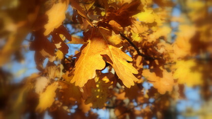 Oak branch with orange leaves in the forest in autumn. Nature background