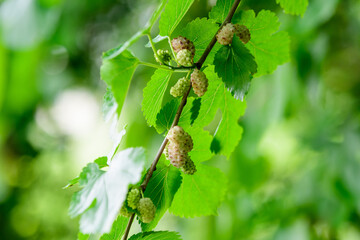Small black wild white and yellow mulberries with tree branches and green leaves, also known as...