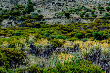 Paramo nature in the mountains of the Colombian Andes