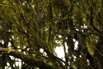 Laurisilva trees detail in Tenerife, Canaries, Spain