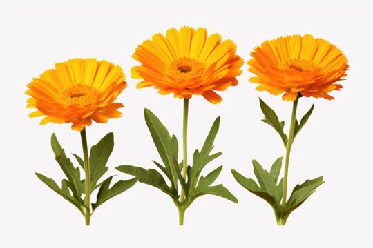 A picture of three orange flowers with green leaves on a white background. This image can be used for various purposes, such as floral designs, nature-themed projects, or as a vibrant decoration.