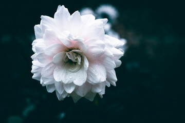 A close up of a white Dahlia flower with rain drops