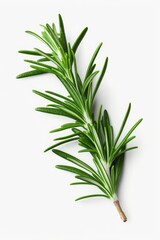 Fototapeta premium A single sprig of rosemary is placed on a clean, white surface. This versatile image can be used in various contexts and projects.
