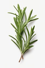A simple and elegant sprig of rosemary placed on a clean white surface. Perfect for adding a touch of natural beauty to any culinary or home decor project.