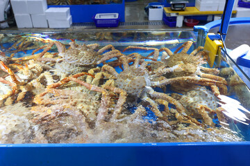 a living king crab very fresh korea