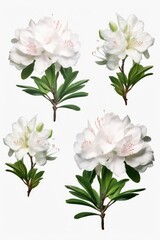 A simple yet elegant image featuring four white flowers with green leaves on a white background. Perfect for adding a touch of beauty and freshness to any project