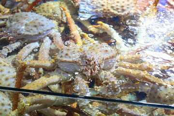 a living king crab very fresh korea