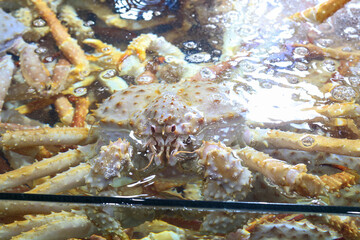 a living king crab very fresh korea