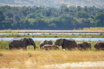 A herd of elephants by the river