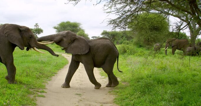 Two big grey elephants fighting on an earthy road in African jungle.
