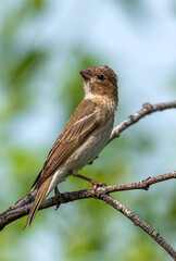 A female Common Rosefinch turned back, sits on a bush branch on a clear spring day.