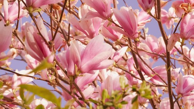 pink Chinese or saucer magnolia flowers, buds sway in wind against blue sky, genus of flowering plants of Magnolia, flora europe, nature conservation, environmental concept, banner for designer