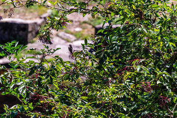 Pájaro en el municipio de Allariz.