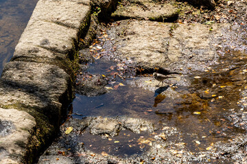 Pájaro en el municipio de Allariz.