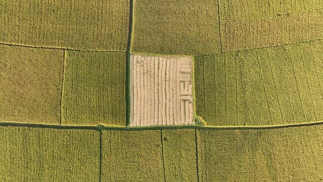 Aerial view of paddy/ rice fields