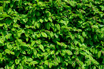 Fototapeta na wymiar Textured natural background of many green leaves of Elm tree growing in a hedge or hedgerow in sunny spring garden.