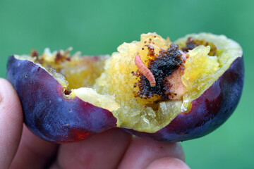 Plum Fruit Moth (Cydia funebrana) caterpillar in a fruit, orchard in Poland.