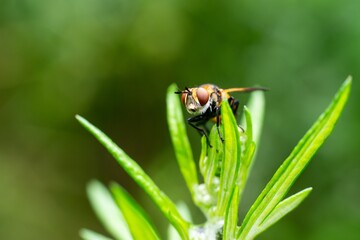A macro of a fly insect on a green plant with bokeh