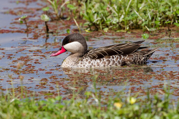 Red-billed teal