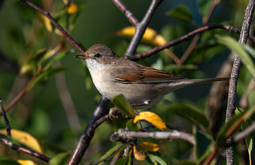 A small warbler, a gray warbler, sits on a cherry tree branch among the green and yellow foliage of a bush.