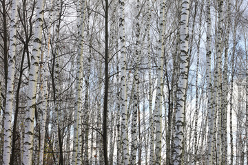 Beautiful birch trees in autumn