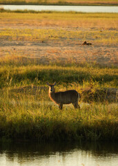 A waterbuck standing by the river at sunset