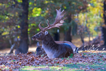 beautiful fallow deer stag in a glade