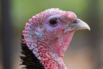 colorful turkey portrait over green out of focus background