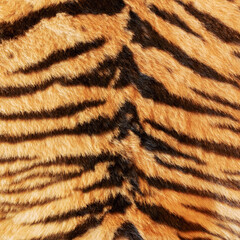 black stripes on tiger pelt