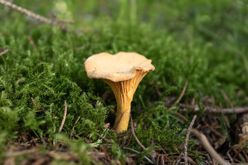 uncultivated golden delicious mushroom