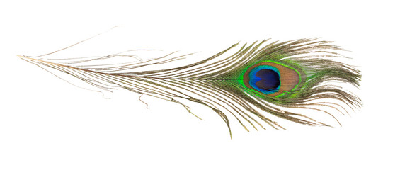 Naklejka premium peacock feather