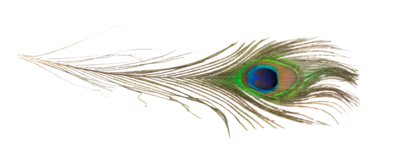 Fotobehang Pauw peacock feather  © Krzysztof Bubel