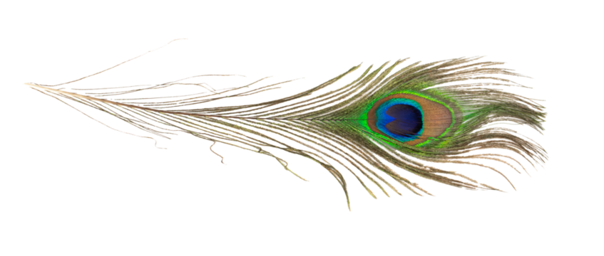 peacock feather