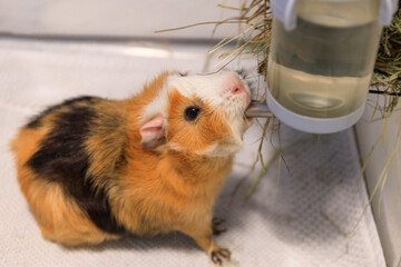 The guinea pig drinks water from a bottle.