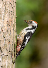 Middle Spotted Woodpecker flew to the hollow.