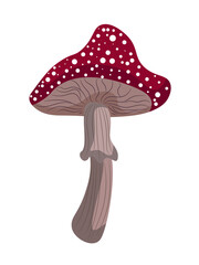A fabulous autumn forest mushroom, fly agaric, with white dots on a long stalk with a skirt.